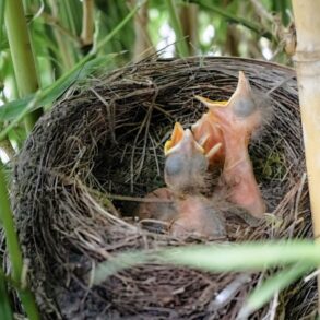 https://unsplash.com/photos/brown-bird-on-nest-during-daytime-Pf4LDYwisvw